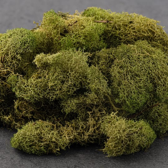Reindeer Moss by Ashland